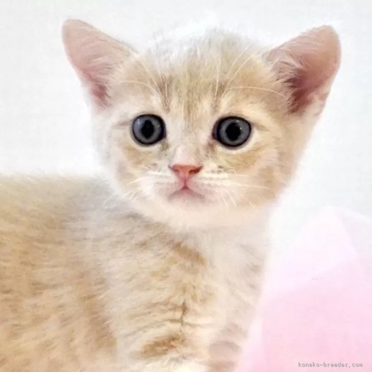 ID：2509-01585の子猫