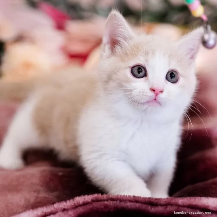 ID:2505-01212の子猫