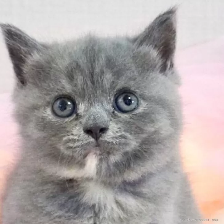 ブリティッシュショートヘア【岐阜県・女の子・2025年8月5日・ブルークリーム】の写真1「まんまるお顔とまんまるボディーがぬいぐるみみたい」