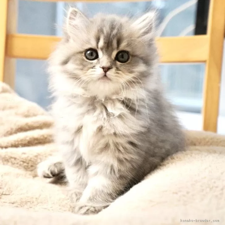 M.O 様のお迎えした子猫