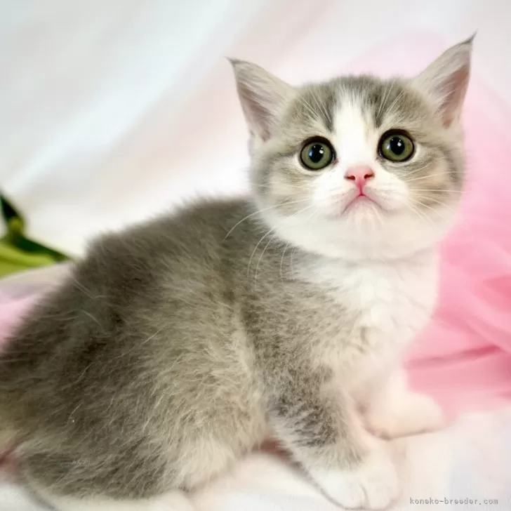 ID：2605-03758の子猫
