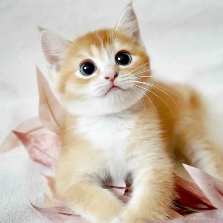 ID：2607-00772の子猫