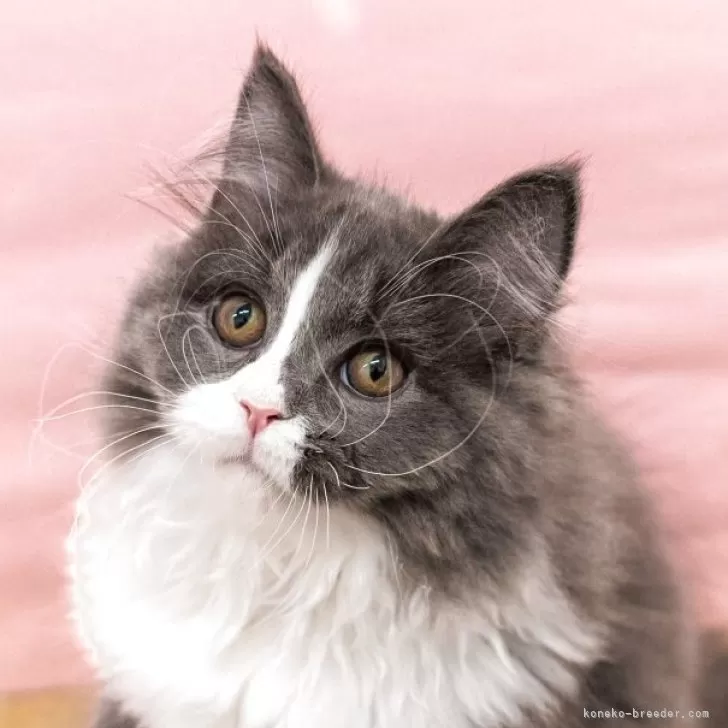 ID：2504-01429の子猫