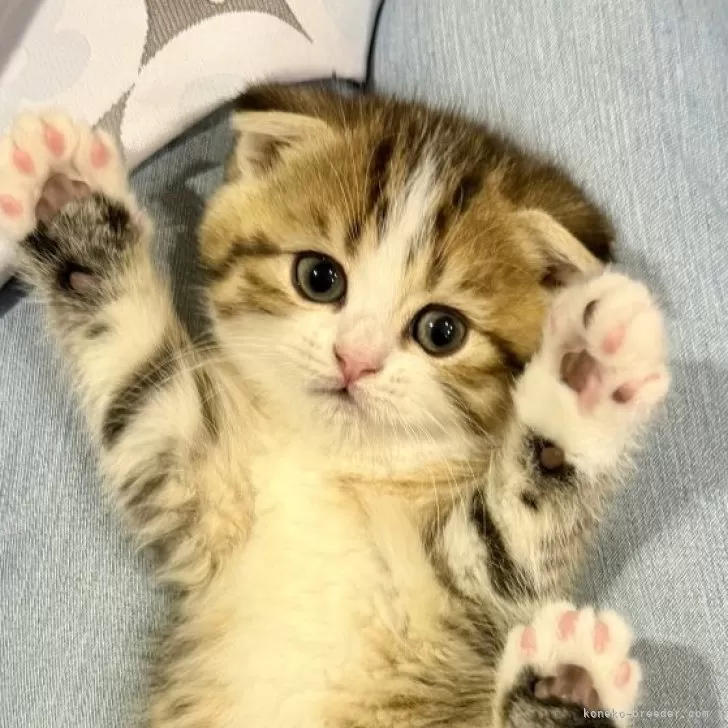 スコティッシュフォールド(折れ耳)【岐阜県・男の子・2025年9月25日・ブラウンタビーアンドホワイト】の写真1「カッコよくておしゃれなハチワレ！」