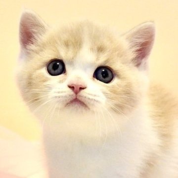 ミヌエット(長足)【岐阜県・男の子・2025年8月31日・クリーム&ホワイト（短毛）】の写真「たれ目のまんまるお顔がぬいぐるみみたい！」