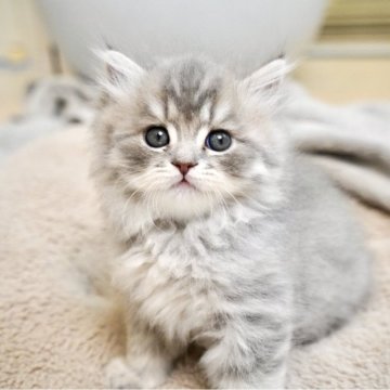 スコティッシュフォールド(立ち耳)【岐阜県・男の子・2025年9月23日・ブルータビー】の写真「おっとり優しい性格のふんわり癒し系カラーの男の子」