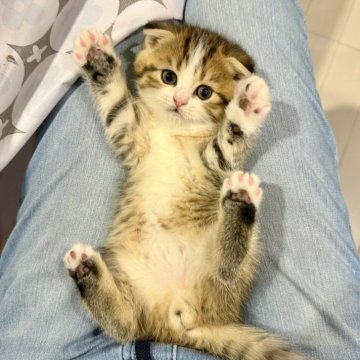 スコティッシュフォールド(折れ耳)【岐阜県・男の子・2025年9月25日・ブラウンタビーアンドホワイト】の写真「トラ柄模様がとってもオシャレ！究極の可愛さ」