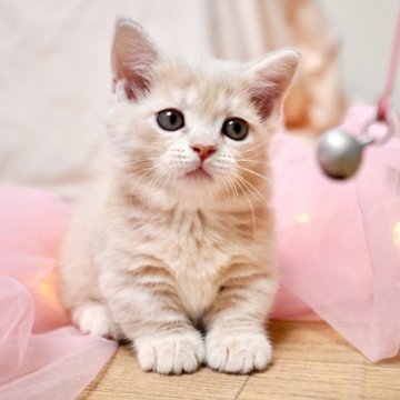 マンチカン(短足)【岐阜県・女の子・2025年9月29日・クリームタビー】の写真「萌きゅん！小柄でとびきり可愛い女の子」