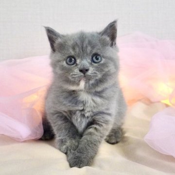 ブリティッシュショートヘア【岐阜県・女の子・2025年8月5日・ブルークリーム（短毛）】の写真「まあるいお顔が魅力的！理想的なブリちゃんです。」
