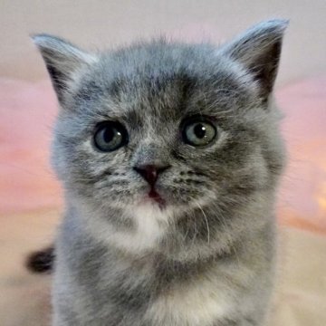 ブリティッシュショートヘア【岐阜県・女の子・2025年8月5日・ブルークリーム】の写真「まんまるお顔とむちころボディがとってもキュート♡」