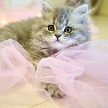 スコティッシュフォールド(立ち耳)【岐阜県・男の子・2025年3月27日・ブルー】の写真「淡いカラーが可愛い！きゅん死レベルの甘えんぼさん」