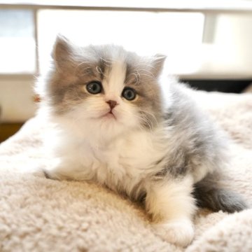 スコティッシュフォールド(立ち耳)【岐阜県・女の子・2025年9月23日・ブルータビー&ホワイト】の写真「人気のハチワレガール！将来期待大の可愛い子！」