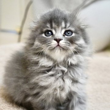 スコティッシュフォールド(折れ耳)【岐阜県・女の子・2025年9月23日・ブルータビー】の写真「ふんわりカラーとぺたんこ折れ耳のお嬢様」