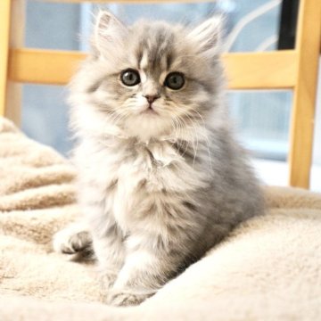 スコティッシュフォールド(立ち耳)【岐阜県・女の子・2025年9月23日・ブルータビー】の写真「ふんわりカラーと愛らしい大きな瞳が魅力的な女の子！」