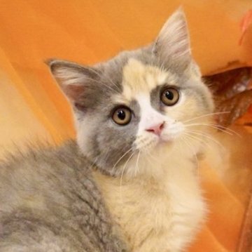 ブリティッシュショートヘア【岐阜県・女の子・2025年8月5日・ダイリュートキャリコ】の写真「遊び好きなかまってちゃん♡人気のダイリュート！」