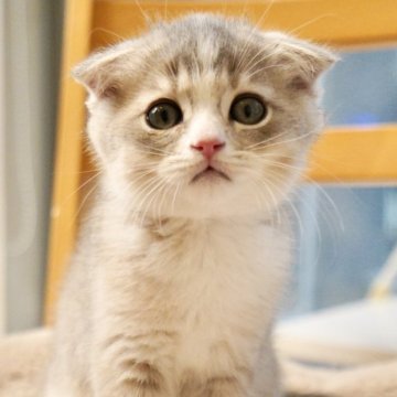 スコティッシュフォールド(折れ耳)【岐阜県・男の子・2025年9月25日・ブルーティックドタビー】の写真「不思議な淡い色合いが可愛いクリクリお目目の男の子」