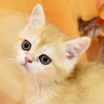 ブリティッシュショートヘア【岐阜県・男の子・2025年8月11日・チンチラゴールデン】の写真「きれいな明るい黄金カラー！甘々ボーイ」