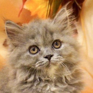 ブリティッシュロングヘア【岐阜県・女の子・2025年8月5日・ブルークリーム】の写真「ふわふわ可愛いお上品な女の子！指先クリーム」