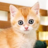 ブリティッシュショートヘア