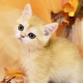 ブリティッシュショートヘア