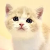 ミヌエット(長足)