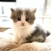 スコティッシュフォールド(立ち耳)