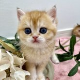 ブリティッシュショートヘア