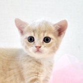 マンチカン(長足)