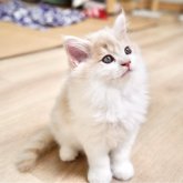 マンチカン(長足)