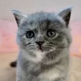 ブリティッシュショートヘア