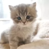 スコティッシュフォールド(立ち耳)