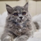 ブリティッシュロングヘア