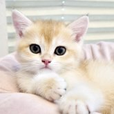 ブリティッシュショートヘア