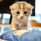 スコティッシュフォールド(折れ耳)