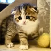 スコティッシュフォールド(折れ耳)