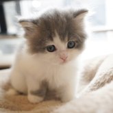 スコティッシュフォールド(立ち耳)