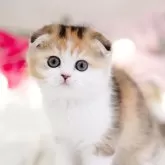 スコティッシュフォールド(折れ耳)