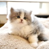 スコティッシュフォールド(立ち耳)