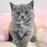 ブリティッシュショートヘア