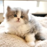 スコティッシュフォールド(立ち耳)