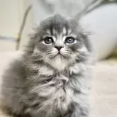 スコティッシュフォールド(折れ耳)