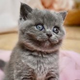 ブリティッシュショートヘア