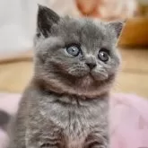 ブリティッシュショートヘア