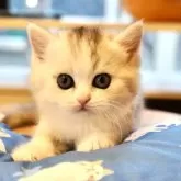 スコティッシュフォールド(立ち耳)