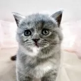 ブリティッシュショートヘア