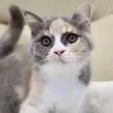 ブリティッシュショートヘア