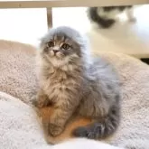 スコティッシュフォールド(折れ耳)【岐阜県・女の子・2025年9月23日・ブルータビー】の写真5