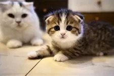 スコティッシュフォールド(折れ耳)【岐阜県・男の子・2025年9月25日・ブラウンタビーアンドホワイト】の写真3