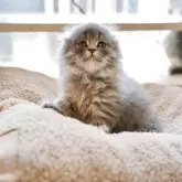 スコティッシュフォールド(折れ耳)【岐阜県・女の子・2025年9月23日・ブルータビー】の写真6