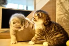 スコティッシュフォールド(折れ耳)【岐阜県・男の子・2025年9月25日・ブラウンタビーアンドホワイト】の写真4